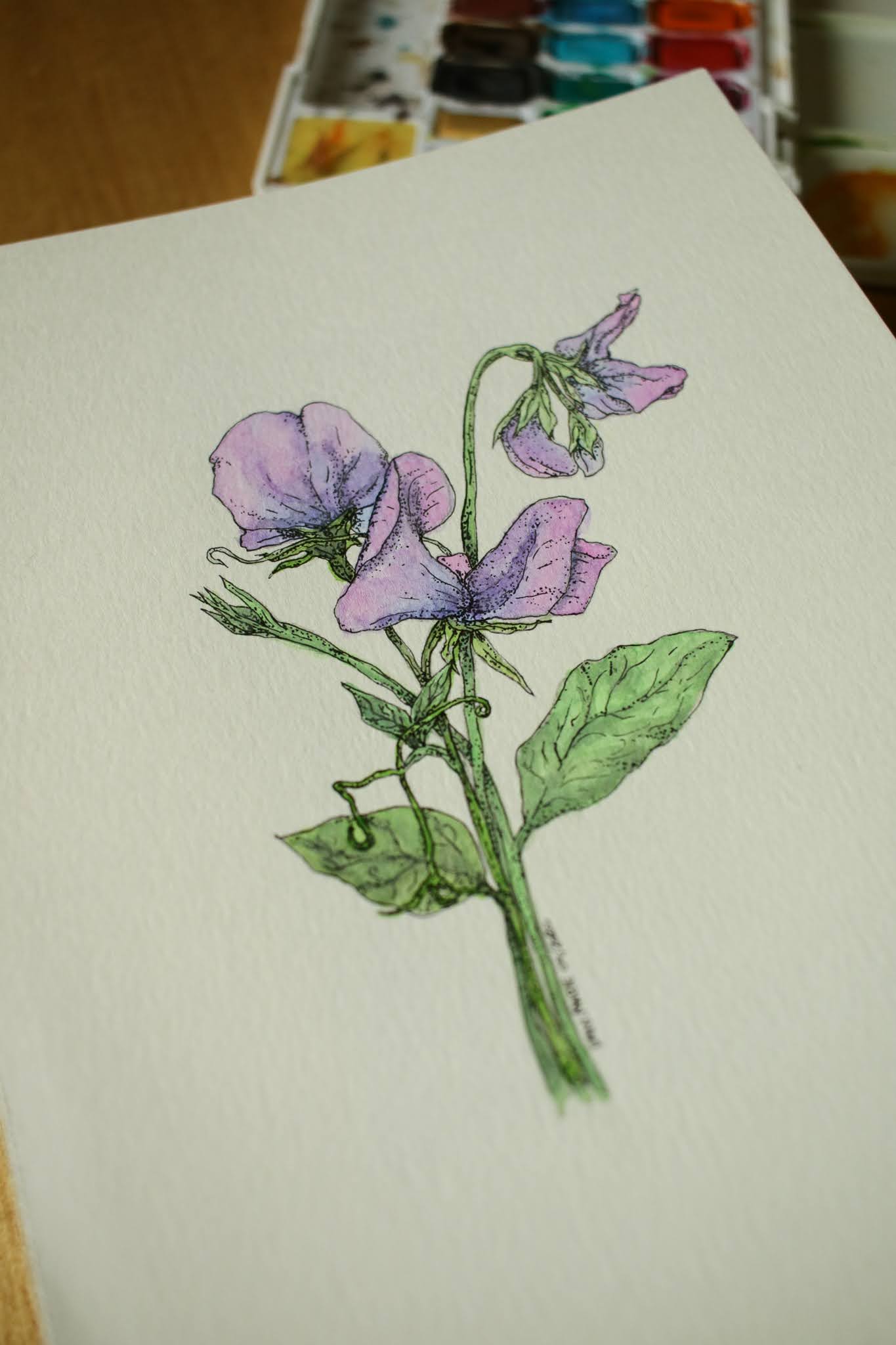 Sweet Pea - Original Watercolour Painting