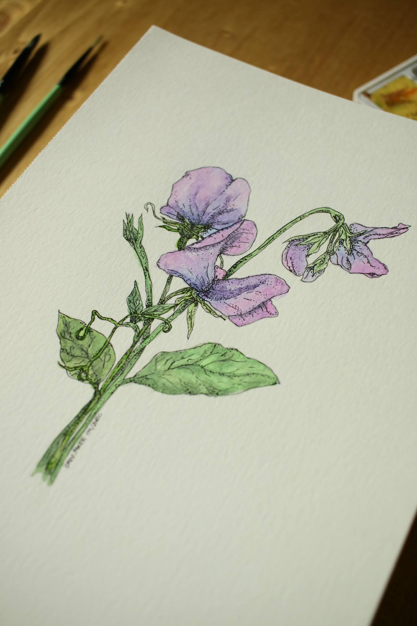 Sweet Pea - Original Watercolour Painting