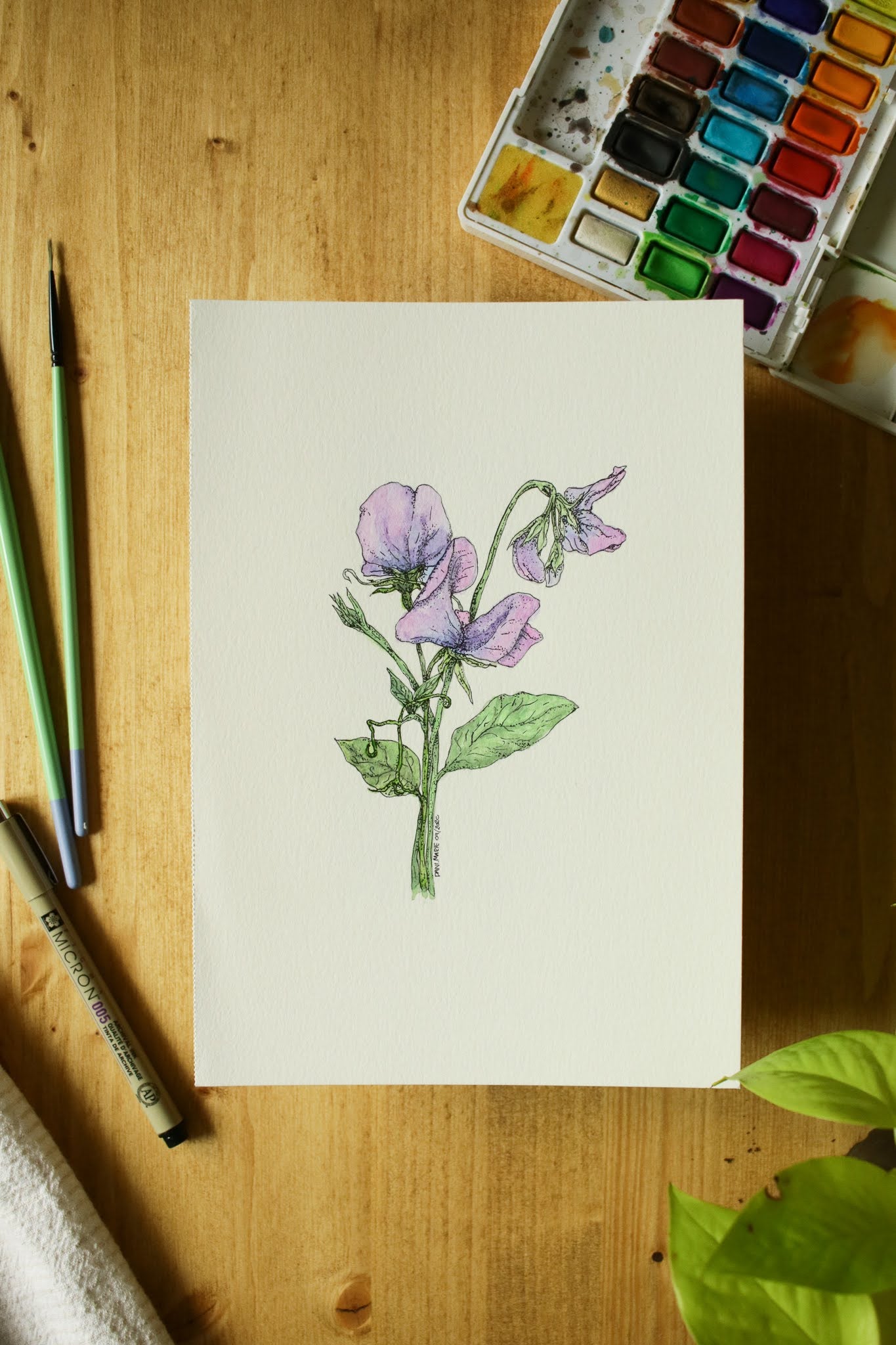 Sweet Pea - Original Watercolour Painting