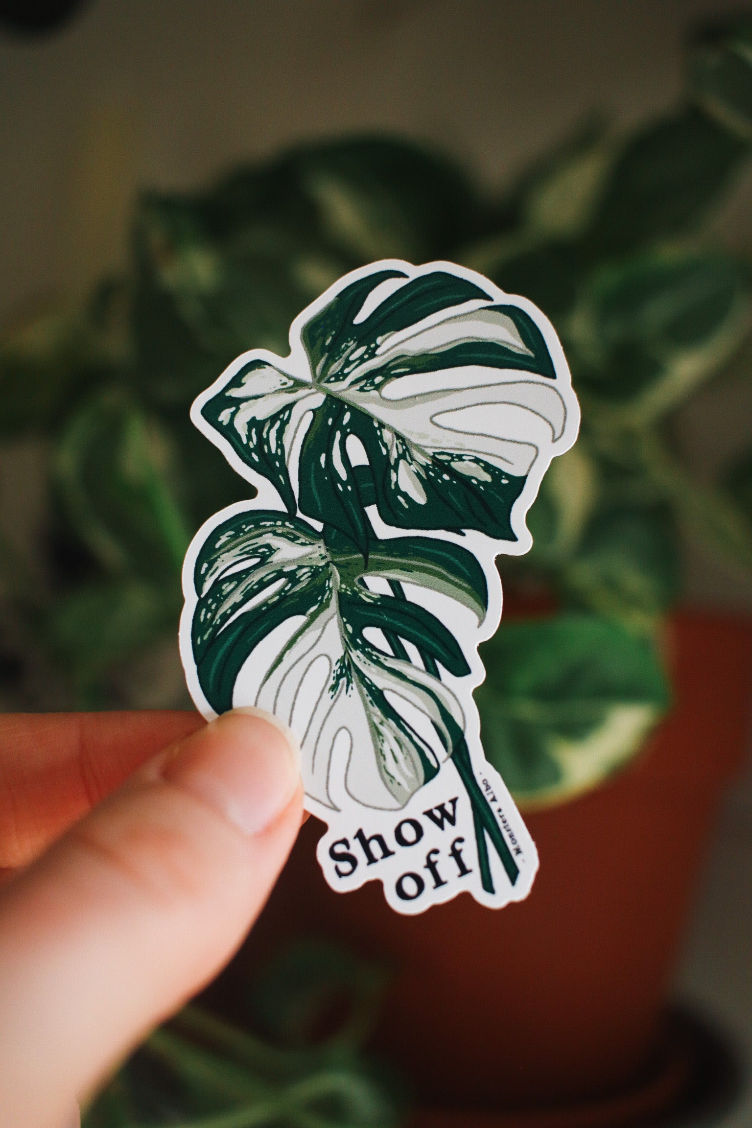 Show Off - Monstera Albo Plant Sticker
