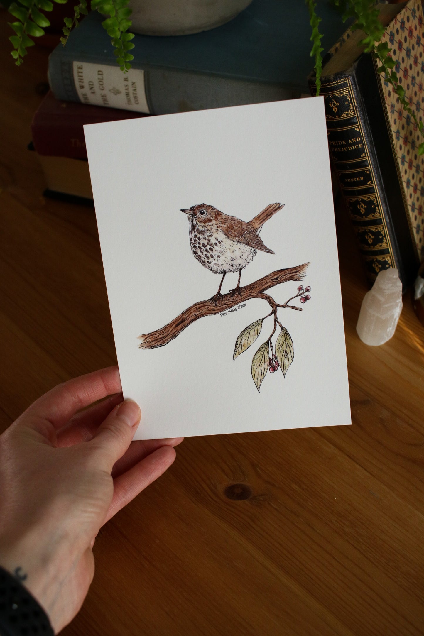 Hermit Thrush
