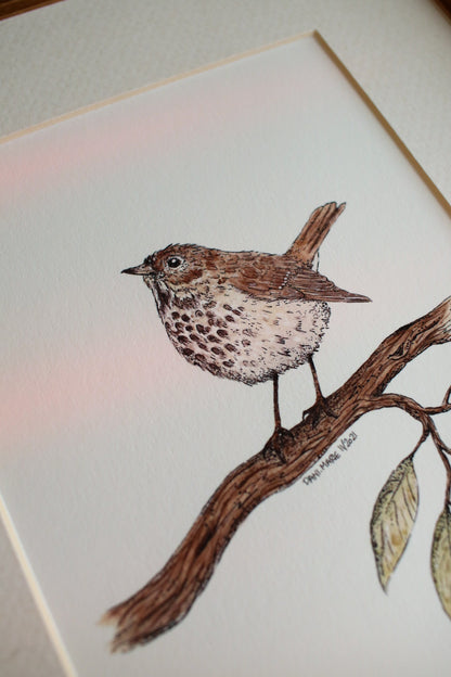 Hermit Thrush
