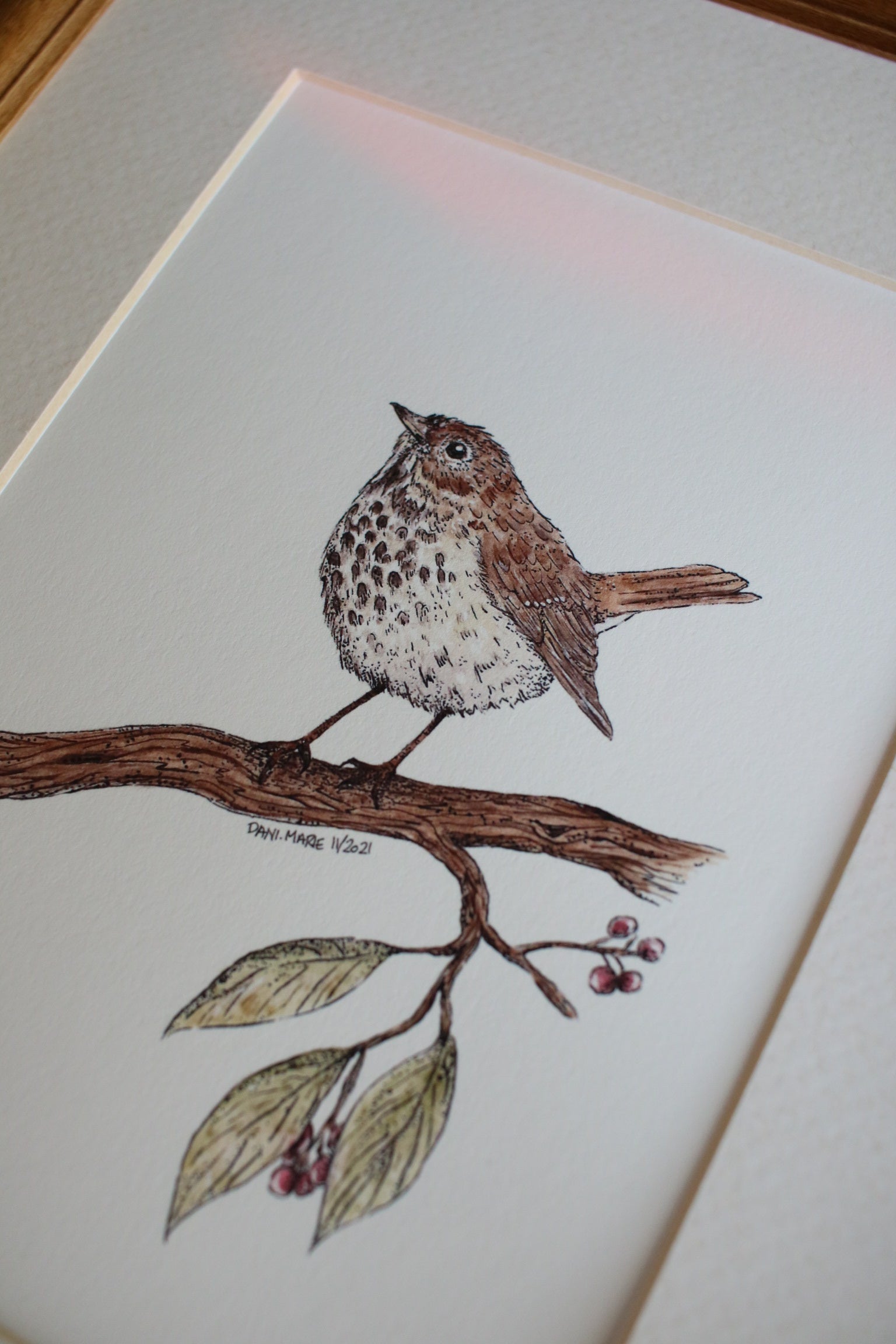 Hermit Thrush