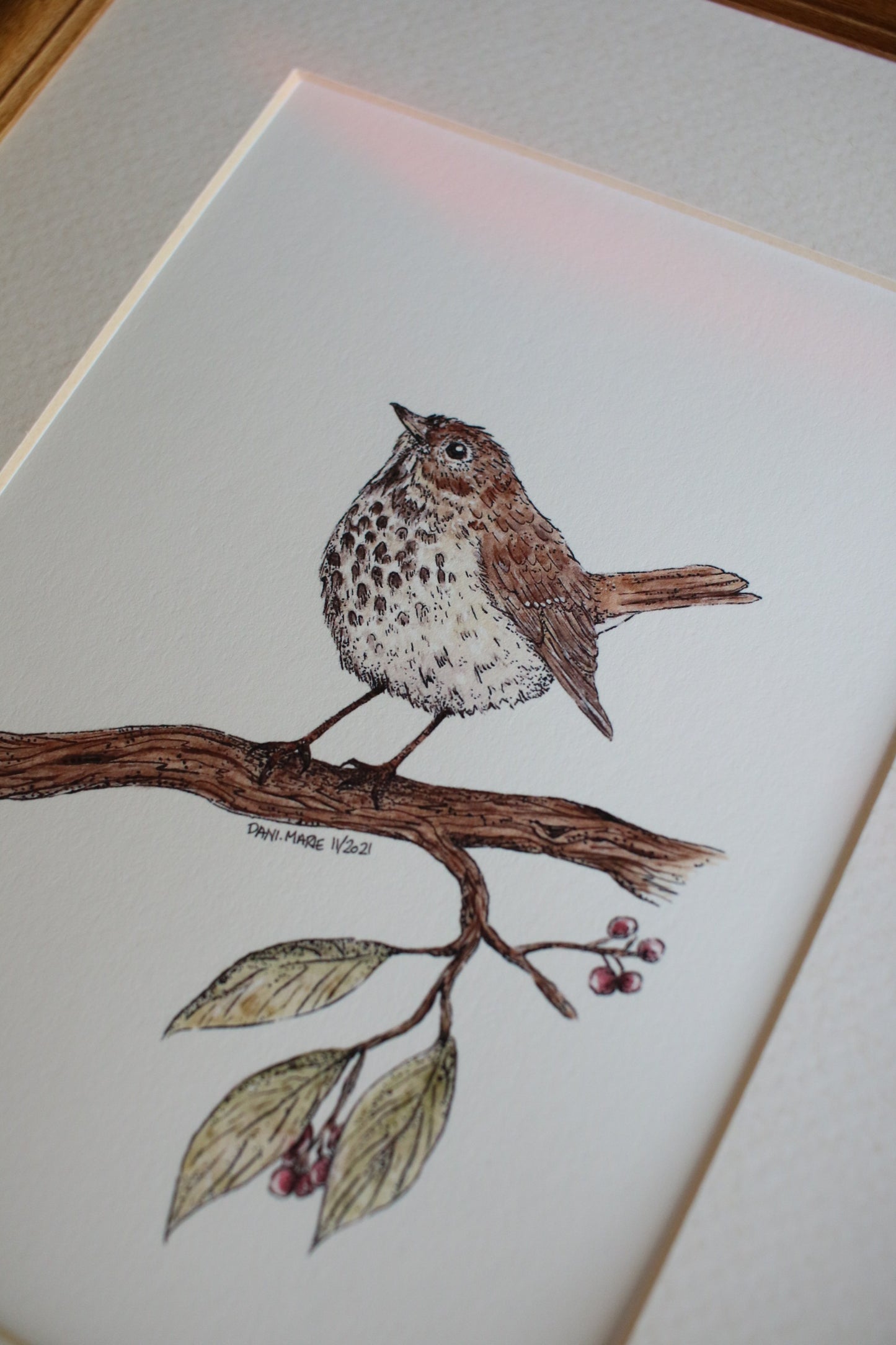 Hermit Thrush