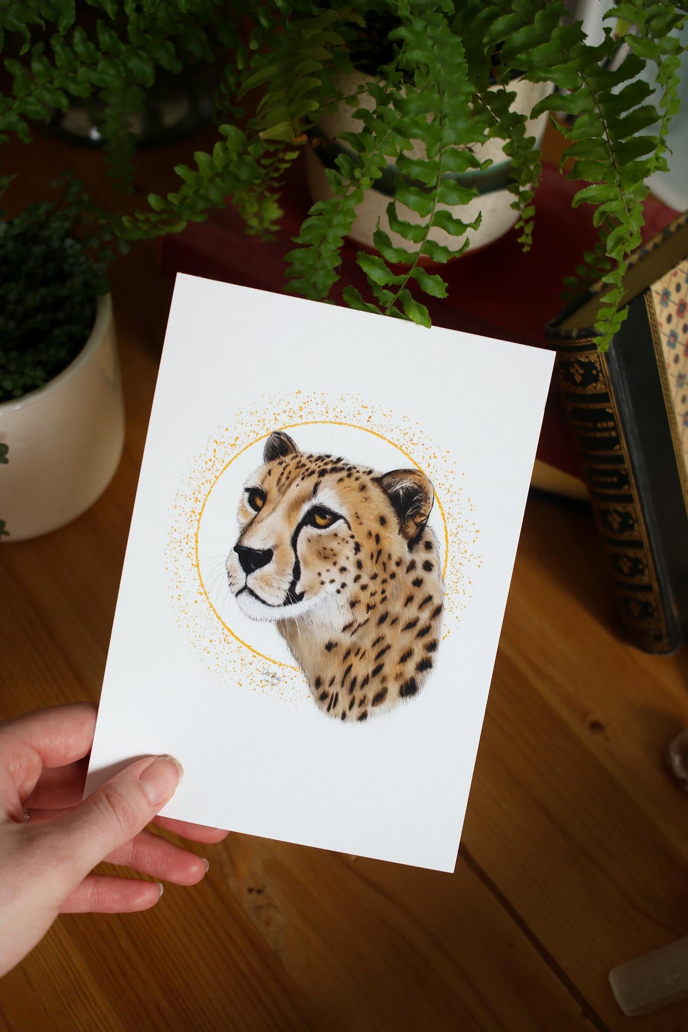 Cheetah