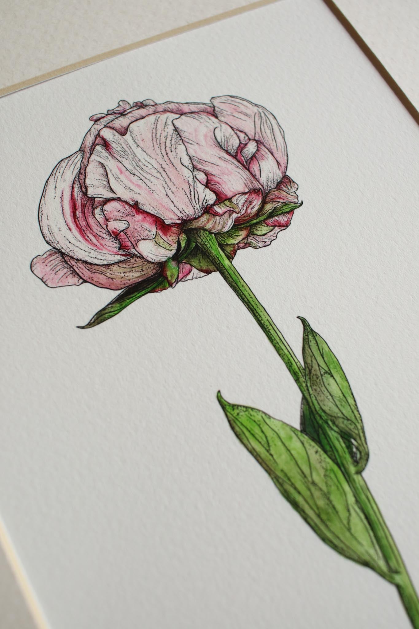Peony
