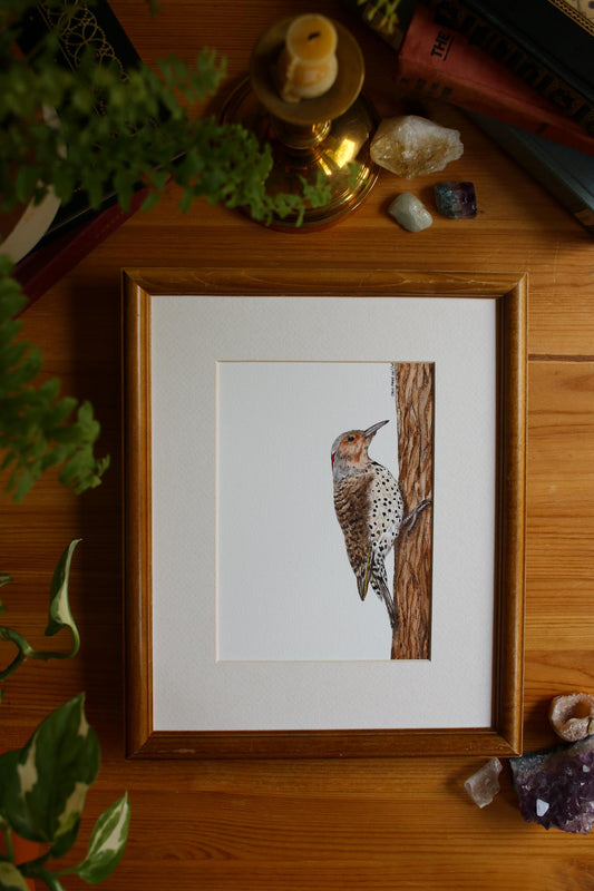 Northern Flicker - Female