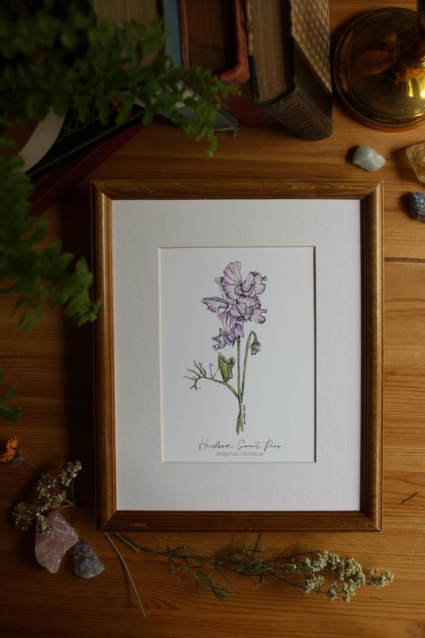 Heirloom Sweet Peas