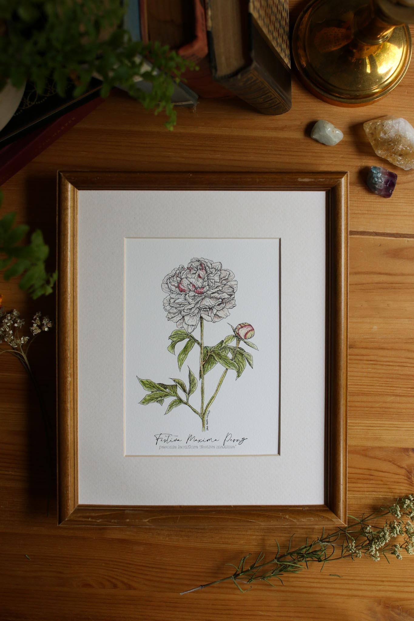 Peony Festiva Maxima