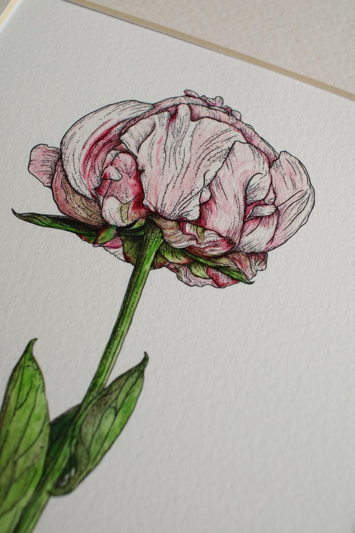 Peony