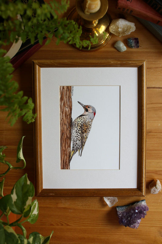 Northern Flicker - Male