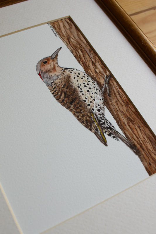 Northern Flicker - Female