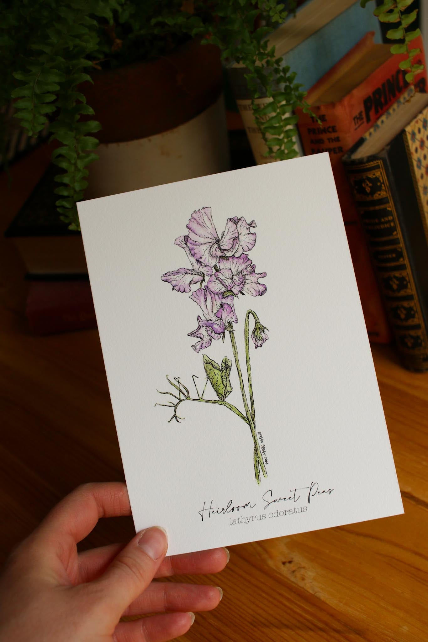 Heirloom Sweet Peas