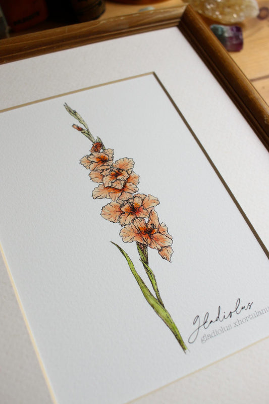 Gladiolus