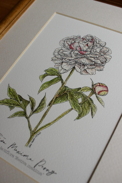Peony Festiva Maxima