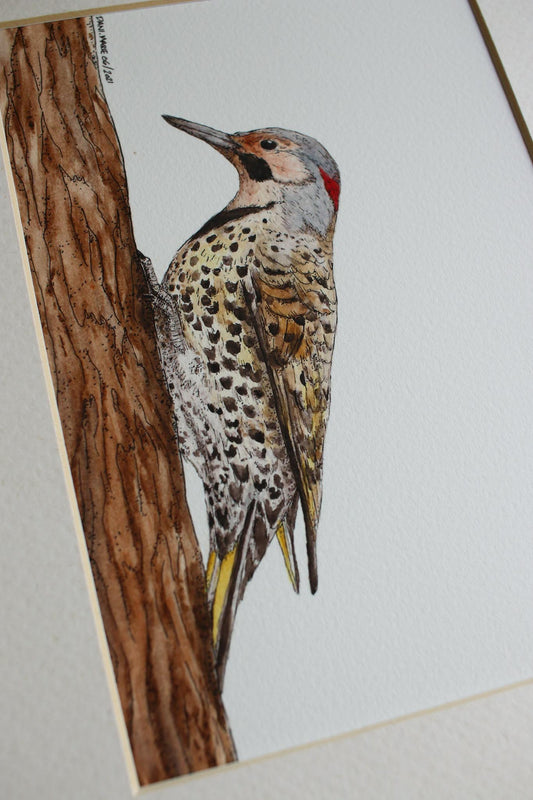 Northern Flicker - Male
