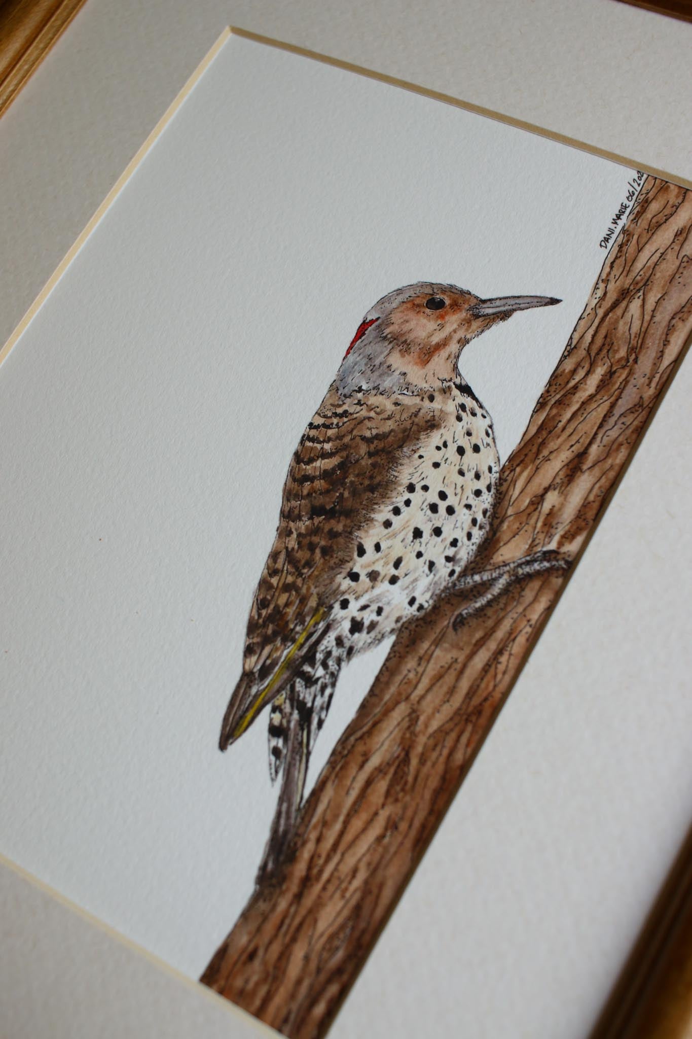 Northern Flicker - Female