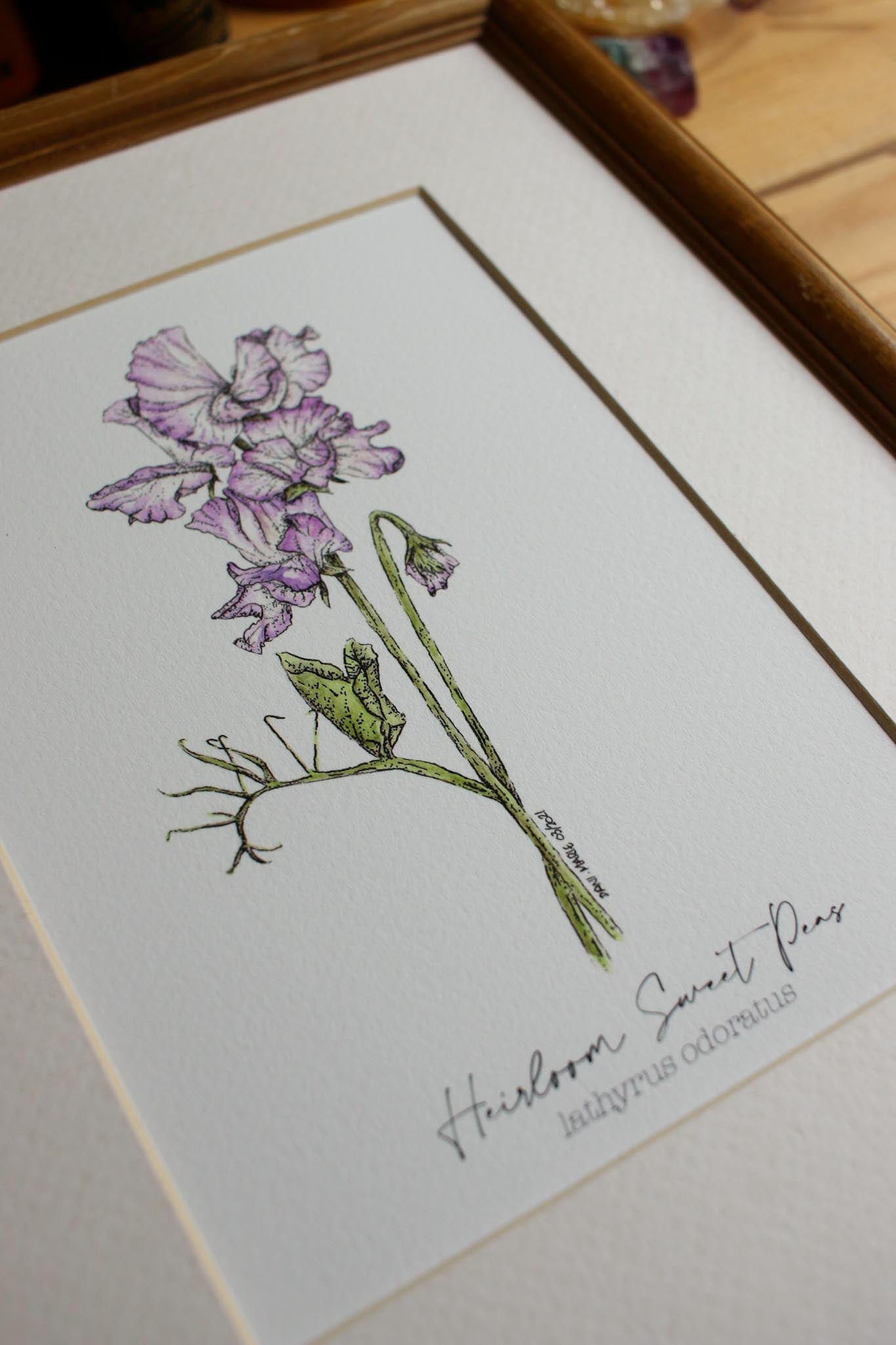 Heirloom Sweet Peas