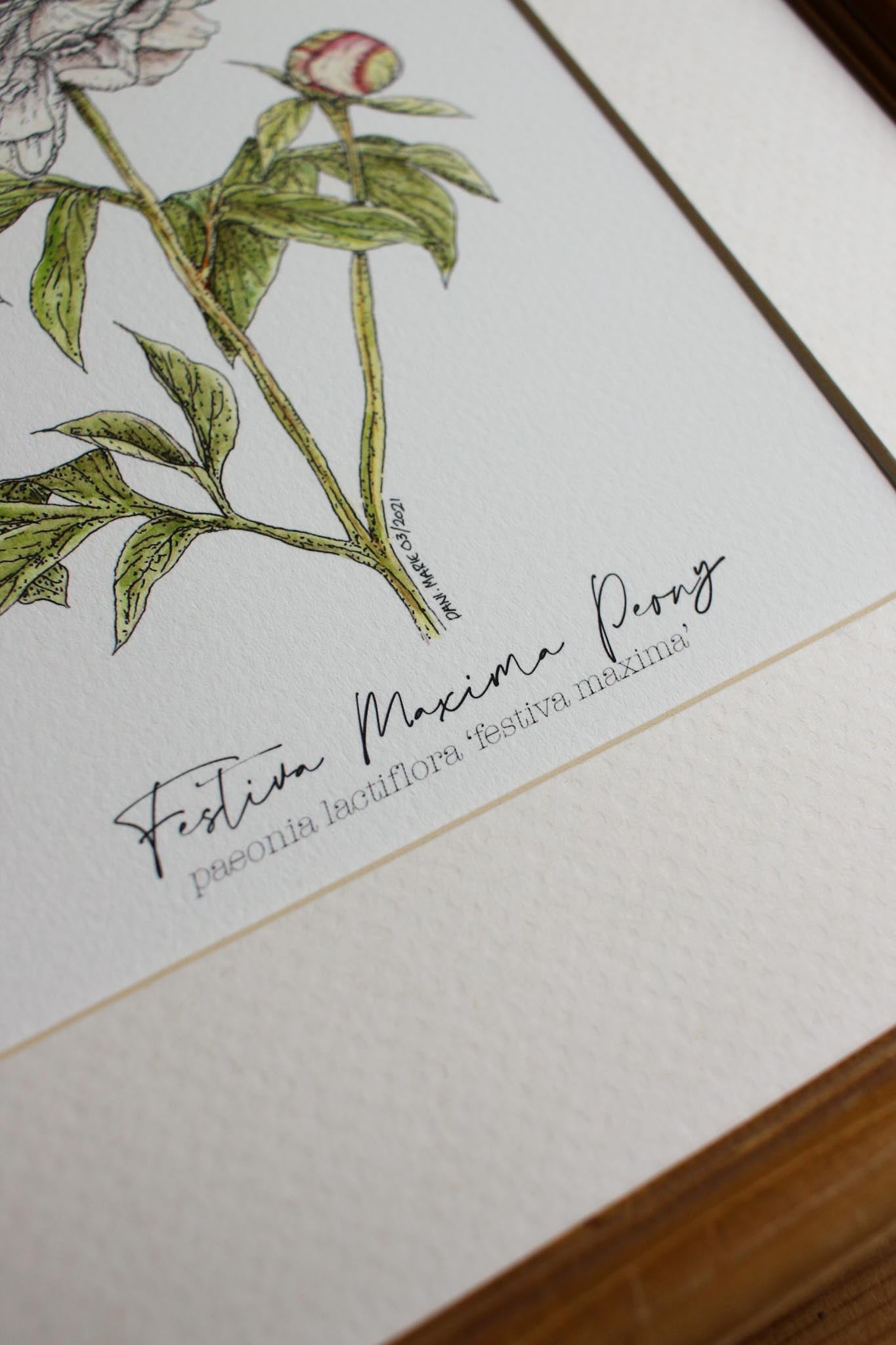 Peony Festiva Maxima