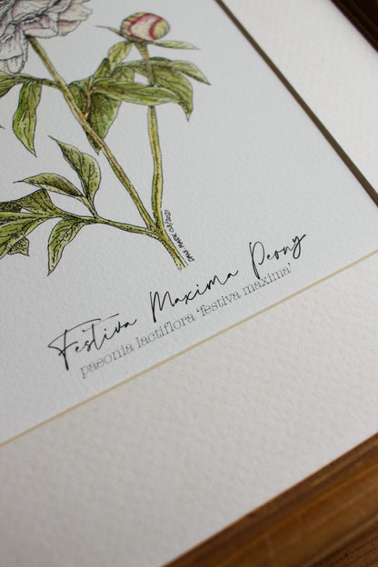 Peony Festiva Maxima