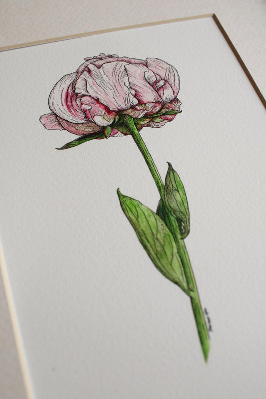 Peony