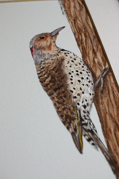 Northern Flicker - Female