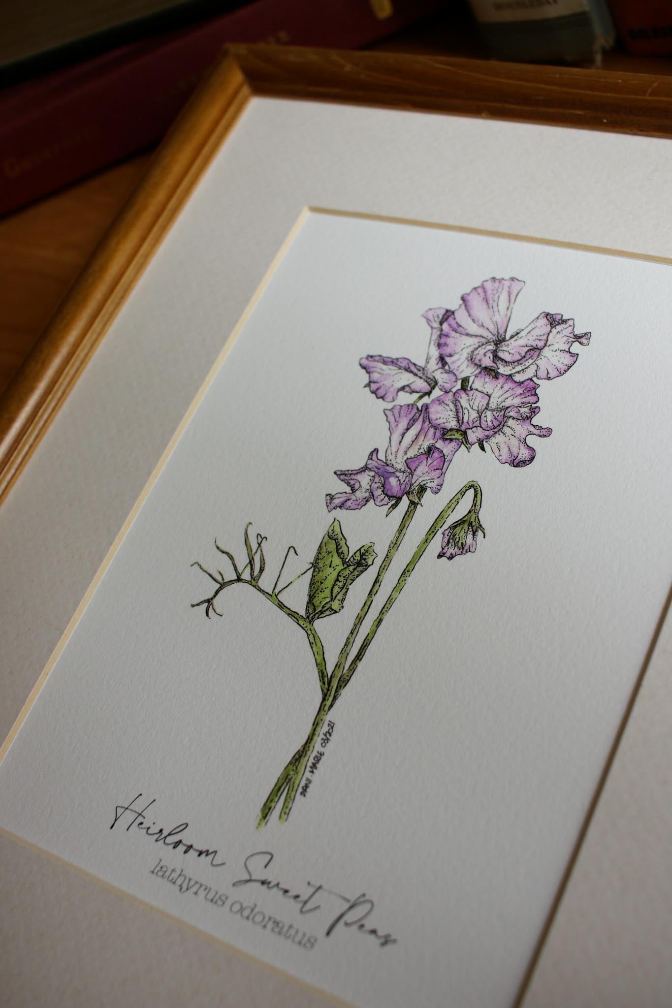 Heirloom Sweet Peas