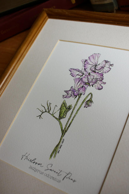 Heirloom Sweet Peas