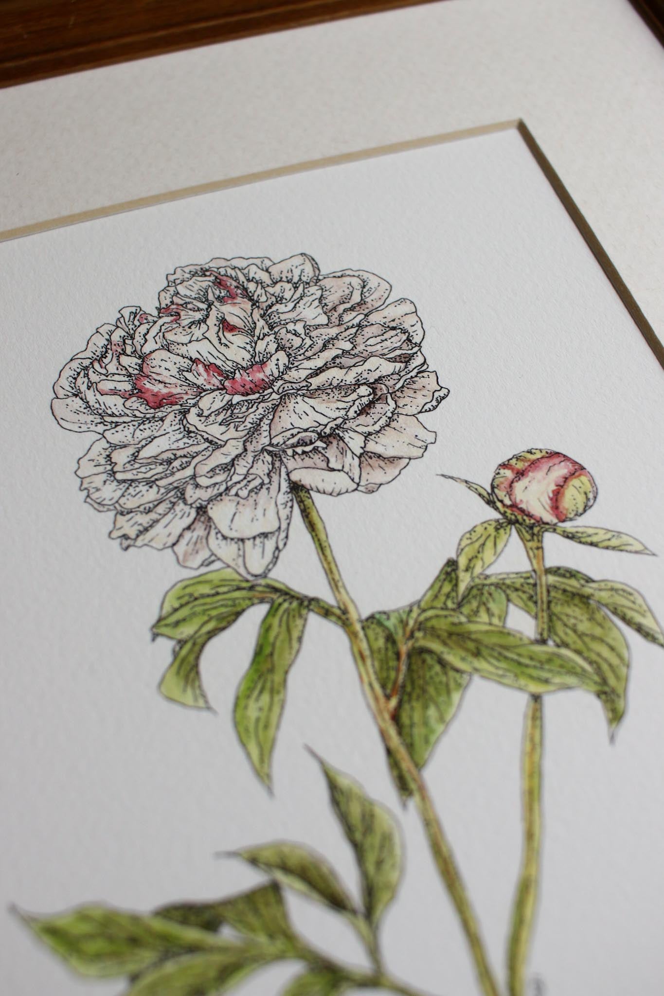 Peony Festiva Maxima