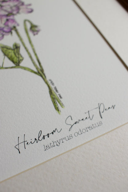 Heirloom Sweet Peas