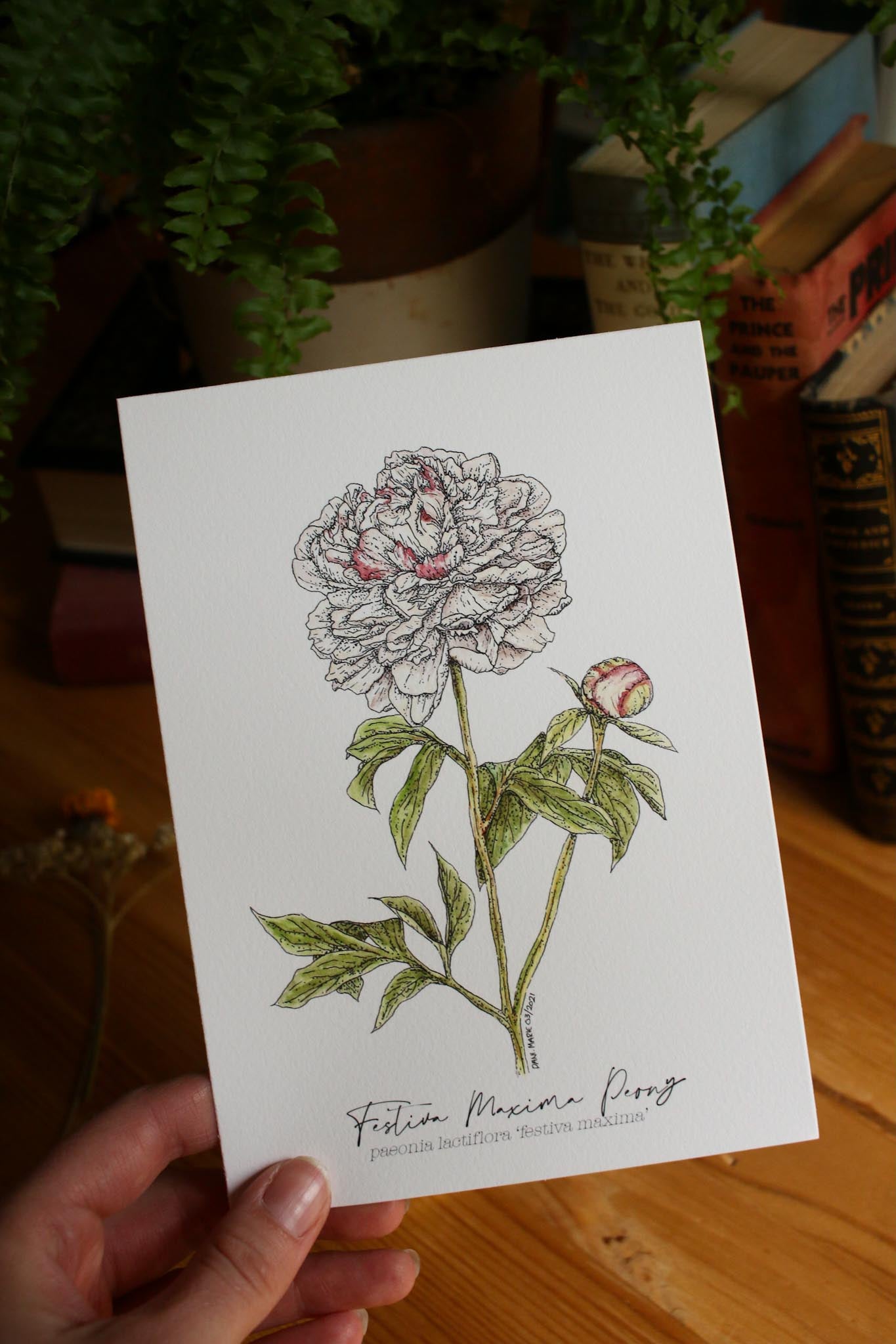 Peony Festiva Maxima
