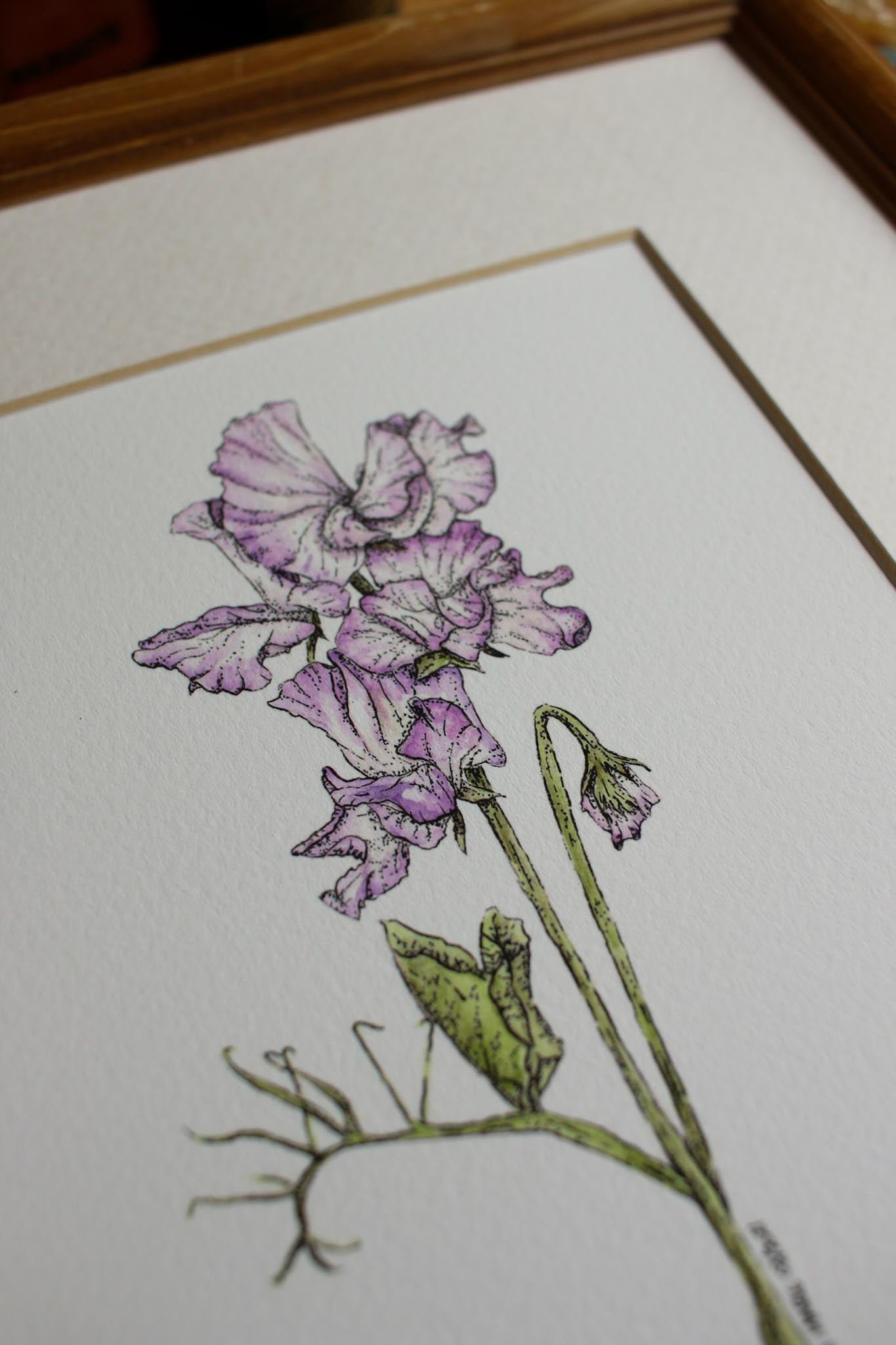 Heirloom Sweet Peas