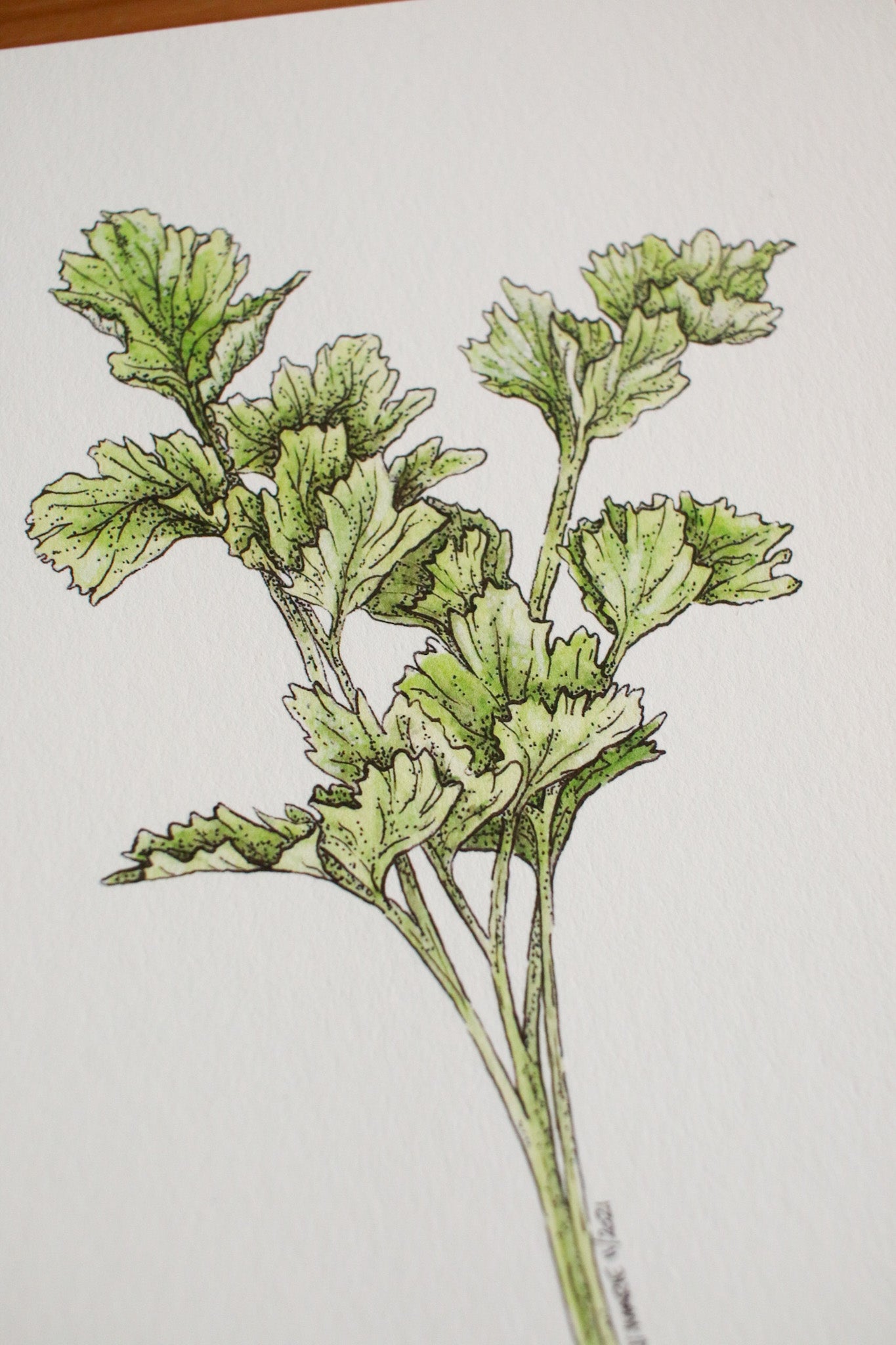 Parsley