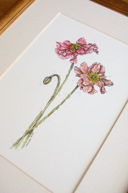 Icelandic Poppies