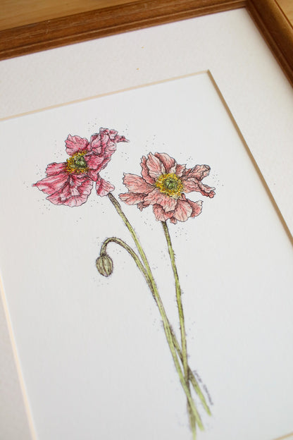 Icelandic Poppies