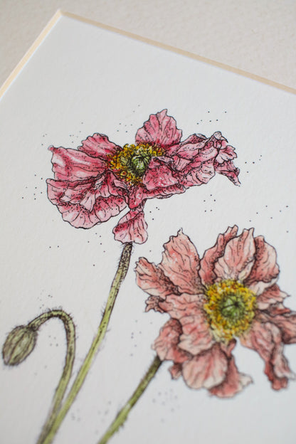 Icelandic Poppies