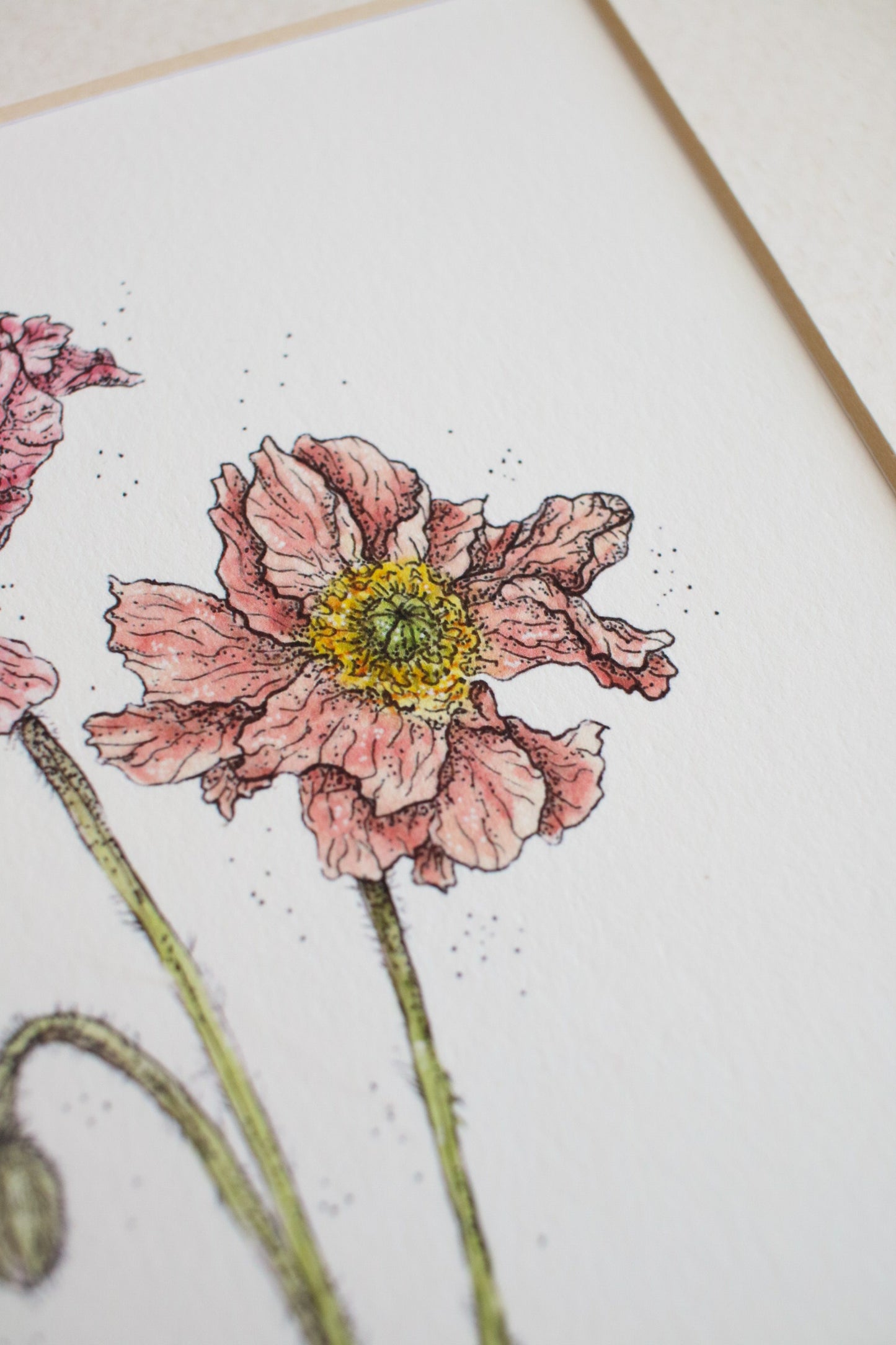 Icelandic Poppies