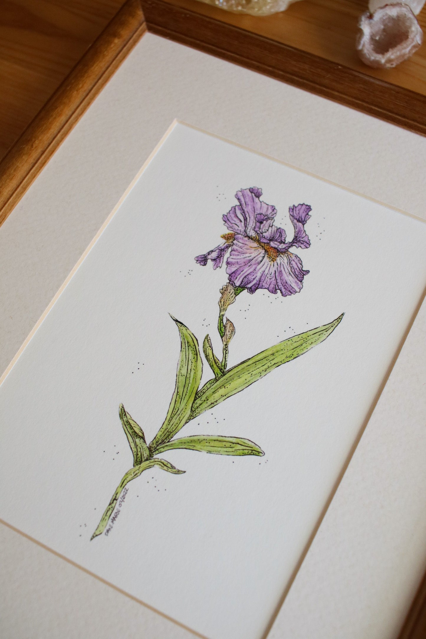 Iris