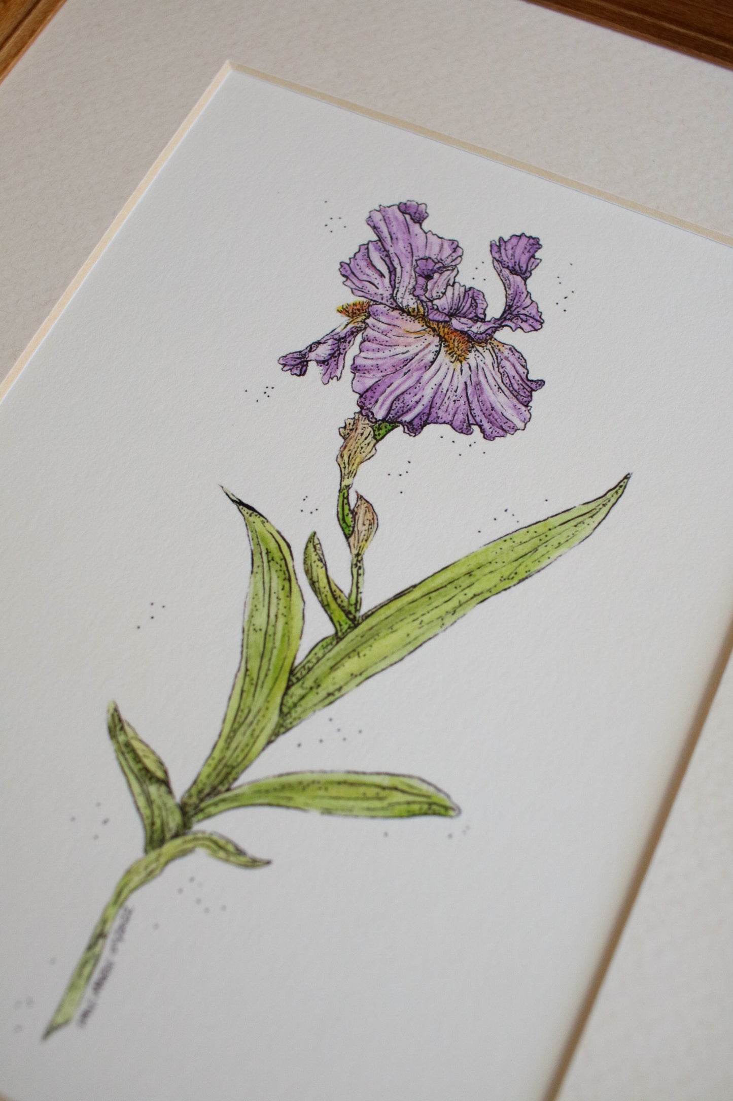 Iris