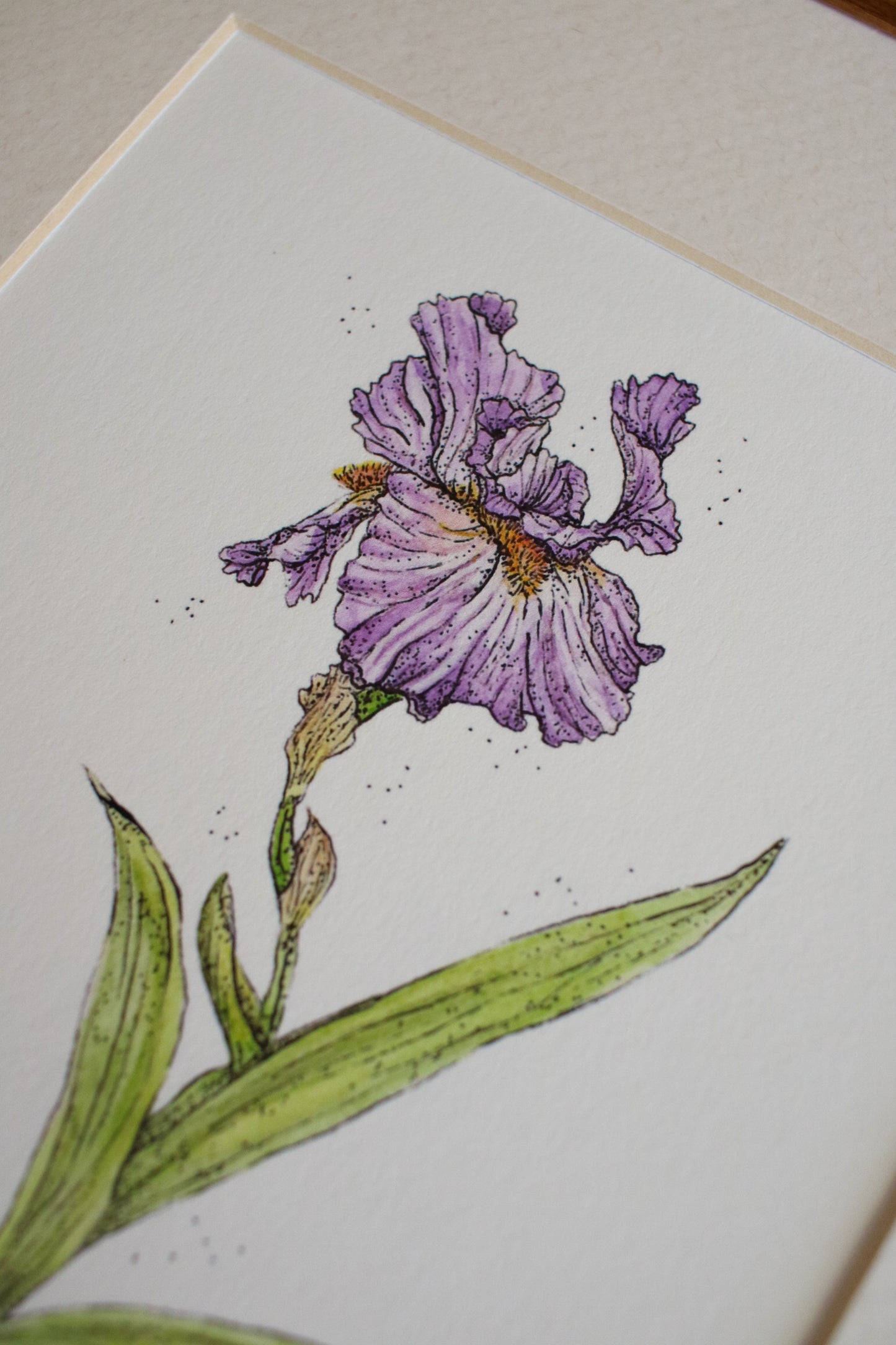 Iris