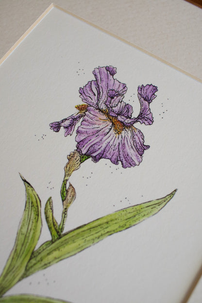 Iris
