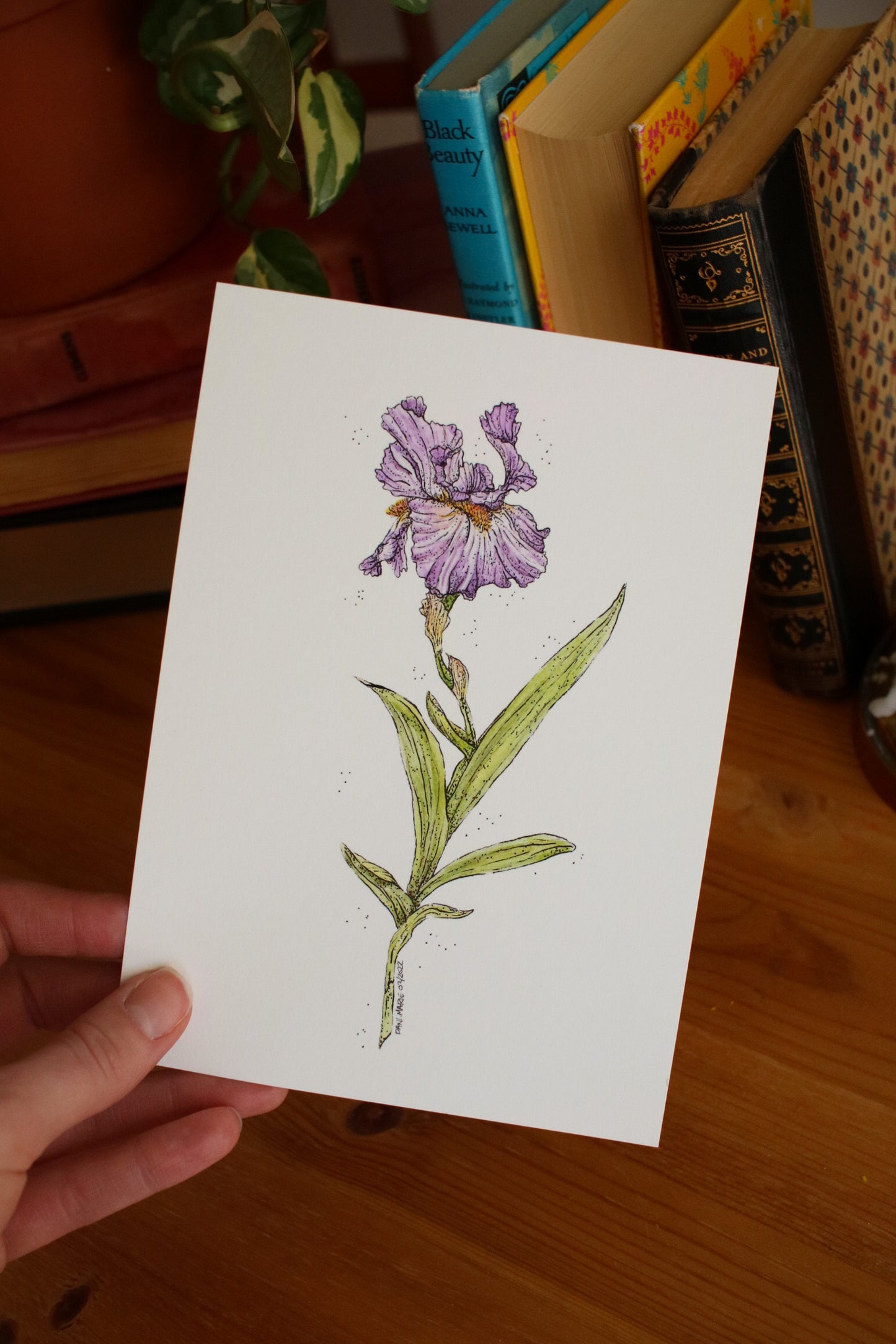 Iris