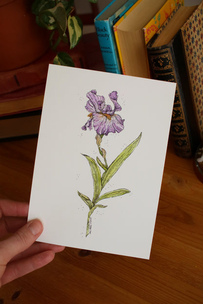 Iris