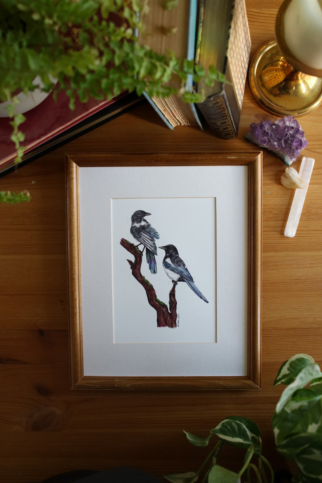 Magpies