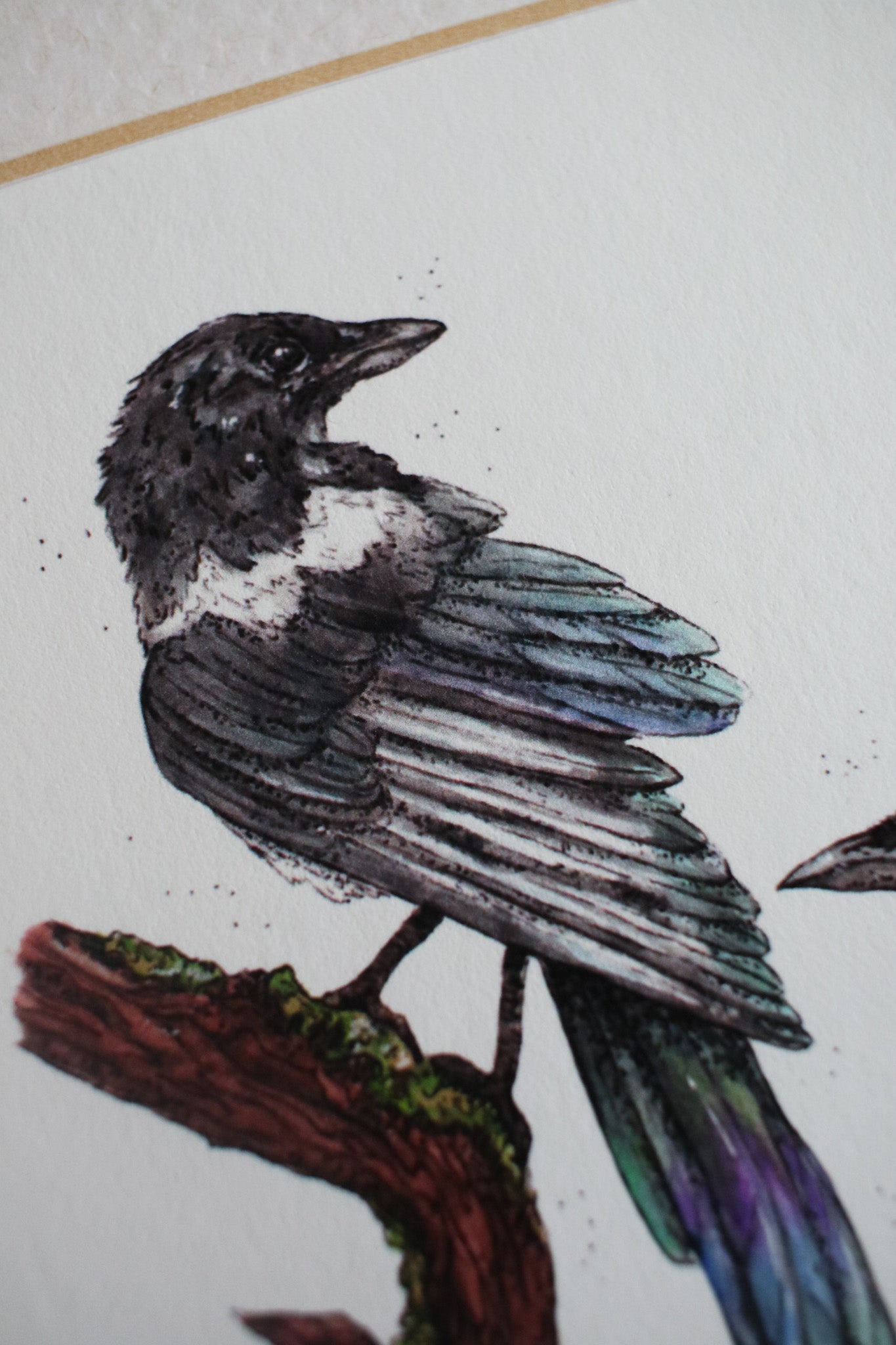 Magpies