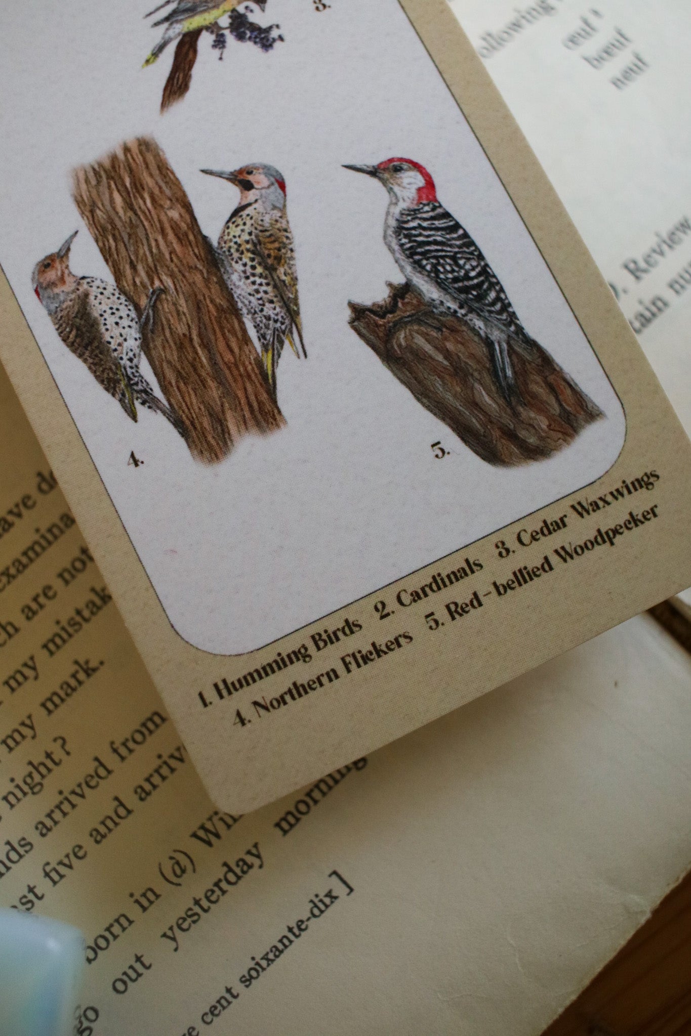 Backyard Bird Bookmark - Double Sided
