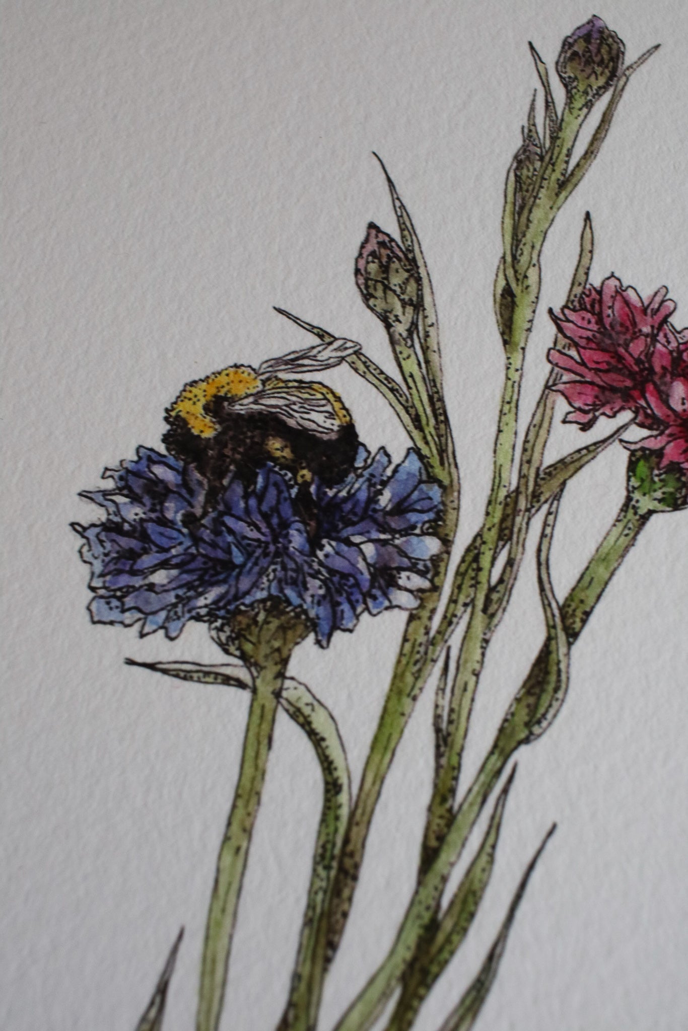 Bachelor Buttons + A Bee