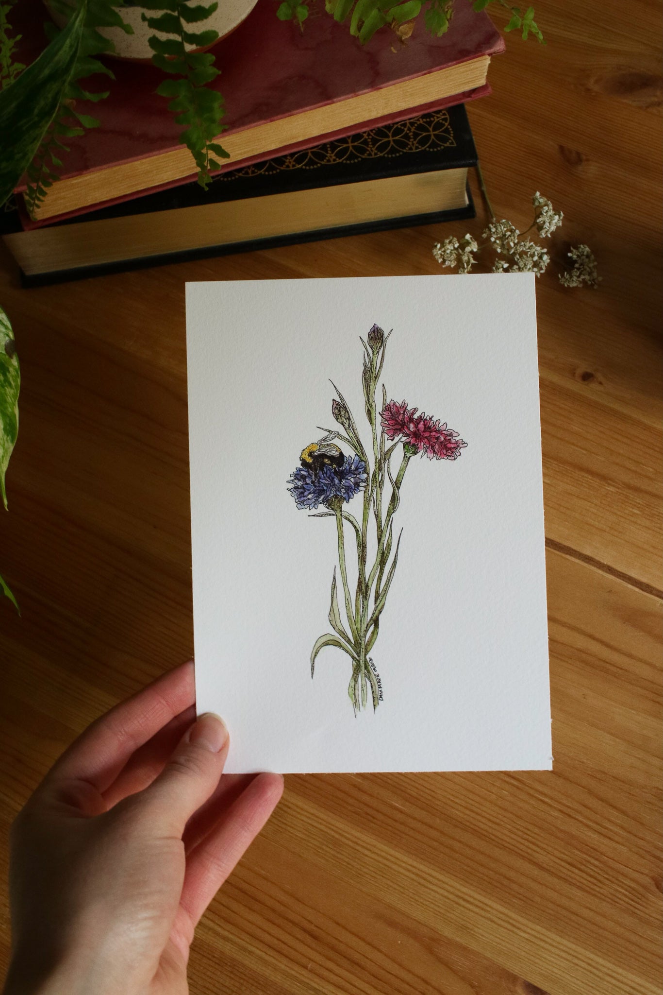 Bachelor Buttons + A Bee